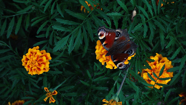 Butterfly*Est+primavera+0ae%C2%A1r